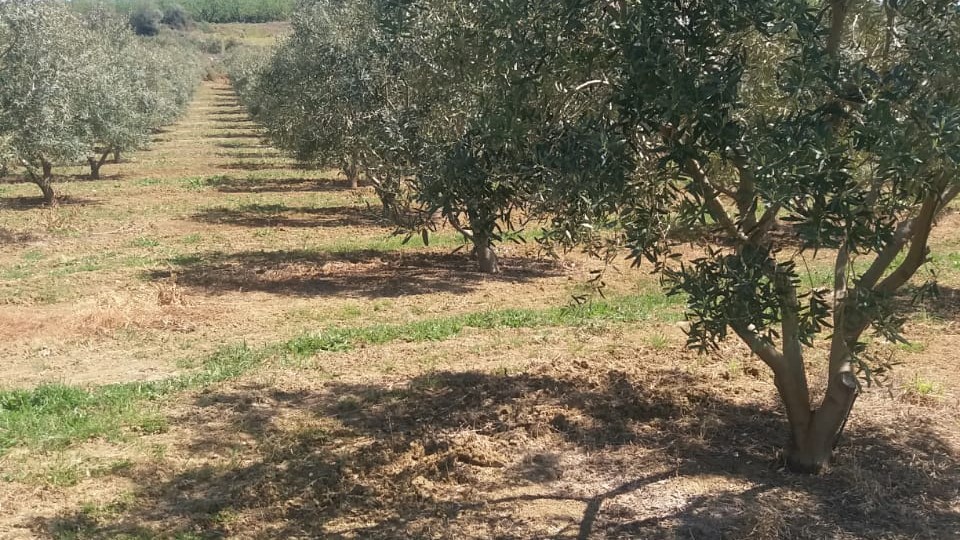 02 7 uai ARTOLIO Best AOVE, EVOO, Extra virgin olive oil