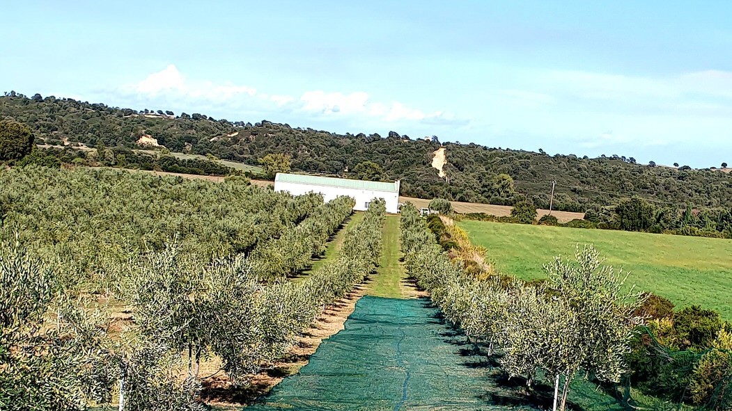 04 4 uai ARTOLIO Best AOVE, EVOO, Extra virgin olive oil