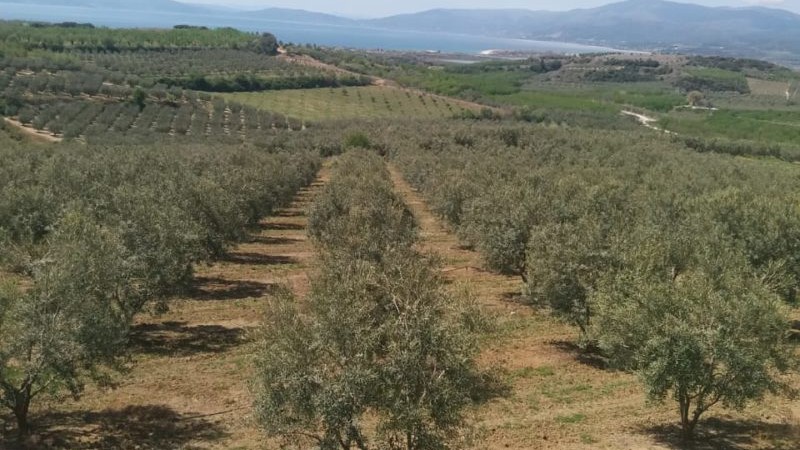 05 11 uai ARTOLIO Best AOVE, EVOO, Extra virgin olive oil