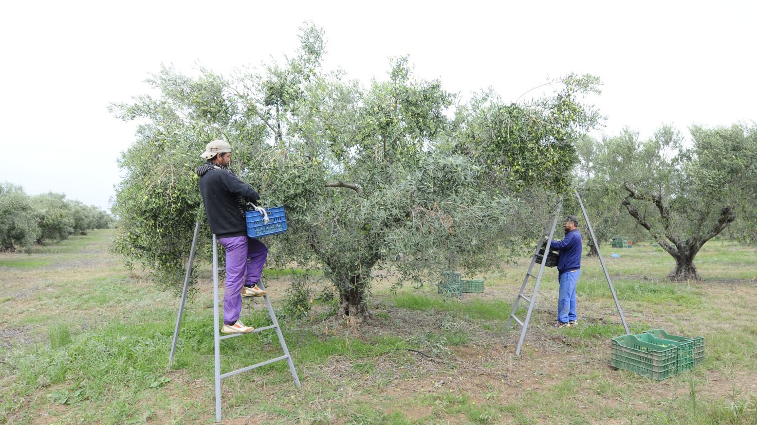 05 8 uai ARTOLIO Best AOVE, EVOO, Extra virgin olive oil