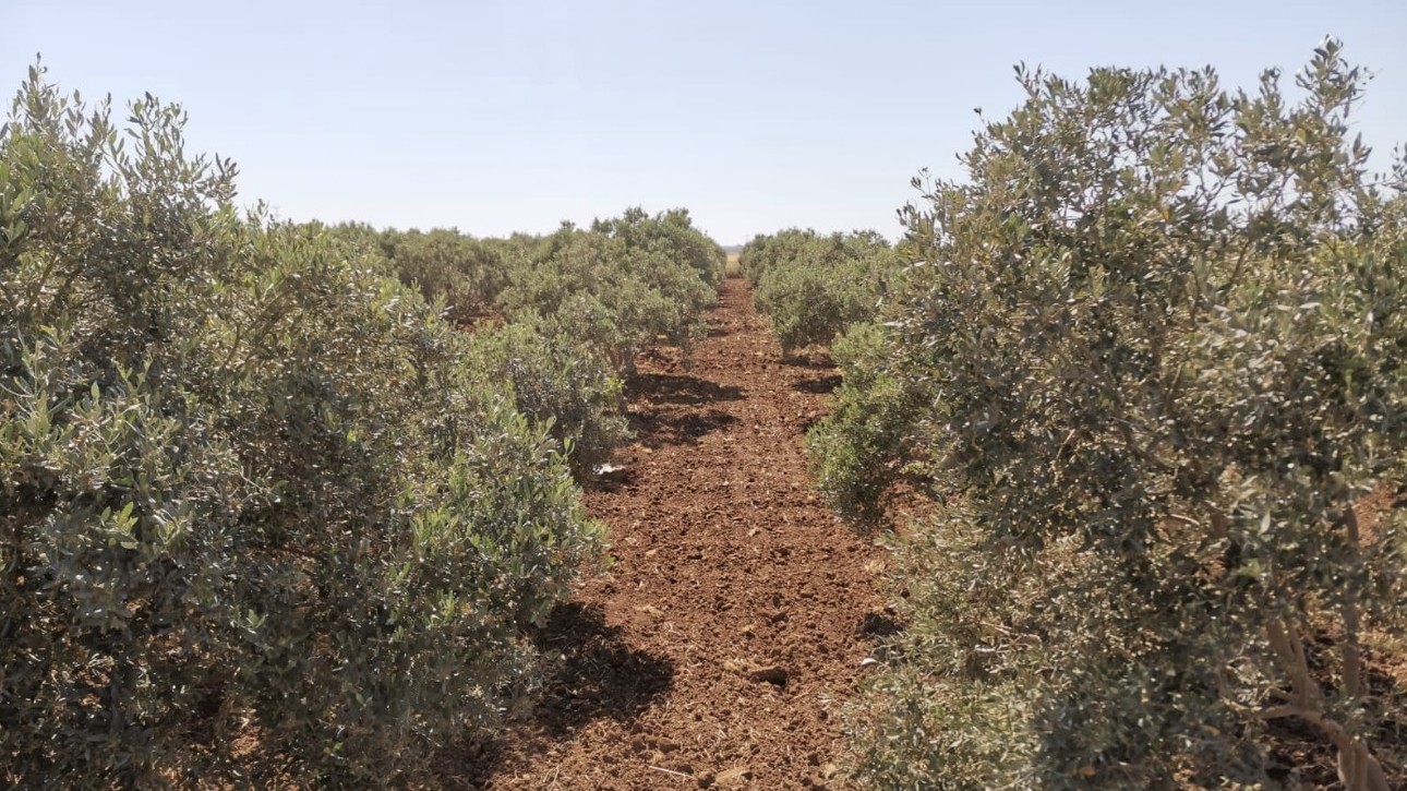 Captura de pantalla 2023 04 26 a las 12.54.06 uai ARTOLIO Best AOVE, EVOO, Extra virgin olive oil