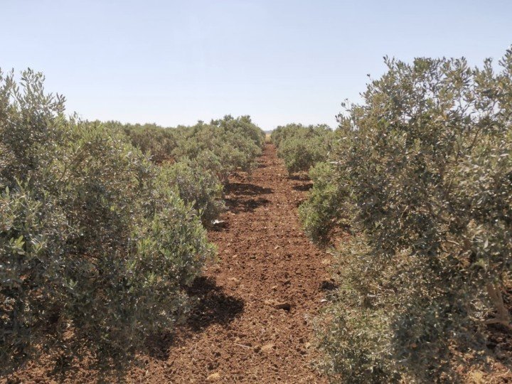 Abed El Rahman Khutba 76 Captura de pantalla 2023 04 26 a las 12.54.06 uai ARTOLIO Best AOVE, EVOO, Extra virgin olive oil