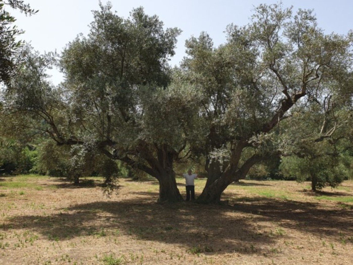 Captura de pantalla 2023 04 26 a las 13.00.14 uai ARTOLIO Best AOVE, EVOO, Extra virgin olive oil