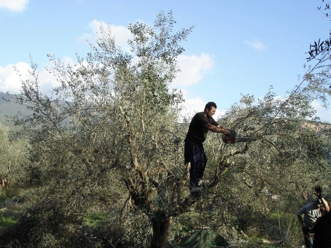 Captura de pantalla 2023 04 26 a las 13.00.48 uai ARTOLIO Best AOVE, EVOO, Extra virgin olive oil