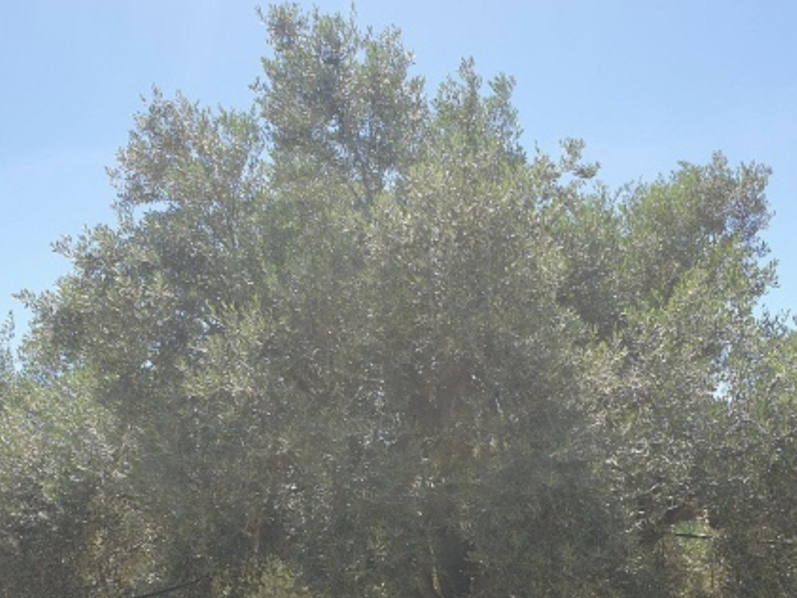 Captura de pantalla 2023 04 26 a las 13.01.10 uai ARTOLIO Best AOVE, EVOO, Extra virgin olive oil