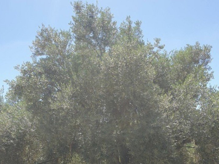 Panagiotis Dimitrakopoulos 82 Captura de pantalla 2023 04 26 a las 13.01.10 uai ARTOLIO Best AOVE, EVOO, Extra virgin olive oil