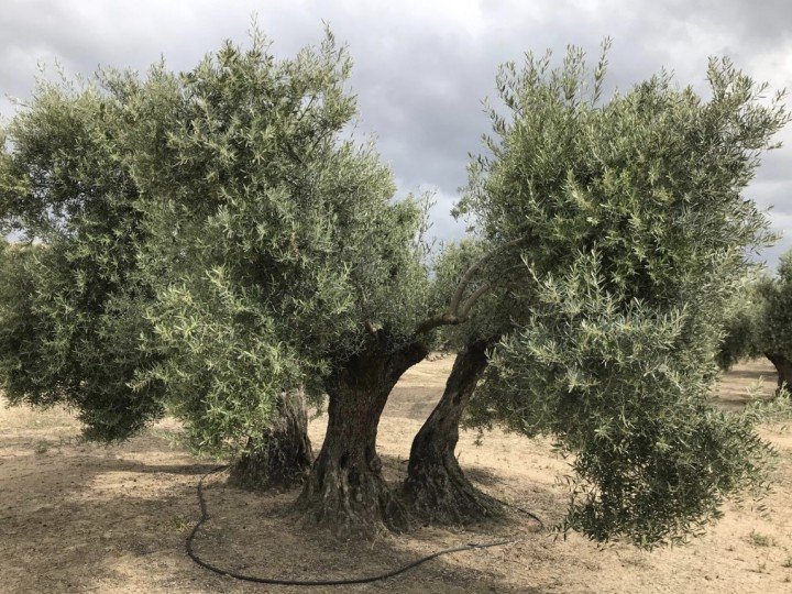 Francisco Javier García-Agulló Fernández 100 Captura de pantalla 2023 04 26 a las 17.55.10 uai ARTOLIO Best AOVE, EVOO, Extra virgin olive oil