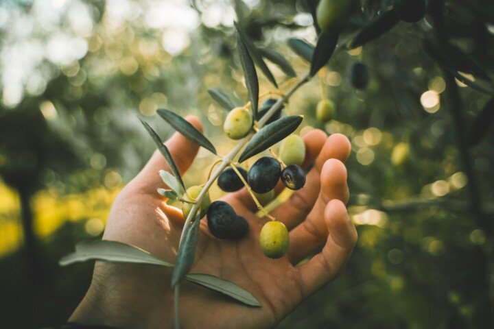 The International Olive Council (IOC) is currently inviting applications for scholarships related to the International Expert Course in Virgin Olive Oil Tasting. 108 artolio project scaled uai ARTOLIO Best AOVE, EVOO, Extra virgin olive oil