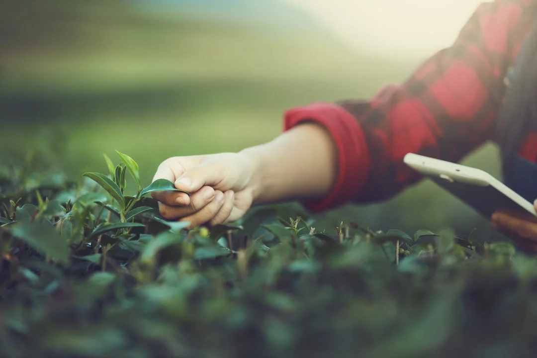 kellenfol-farmer-post-socialmedia-artolio-