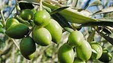 olives 1 uai ARTOLIO Best AOVE, EVOO, Extra virgin olive oil