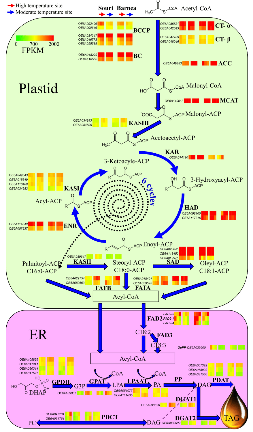 Figure 2. Expression pattern of the genes involved in the olive oil biosynthesis pathway in fruit from the HT site compared to that of fruit grown in the MT environment. Expression levels for each gene are presented in a green to red scale above or beside the name of the enzyme. For each enzyme, only genes with a FPKM of above 200 in at least one time point and environment appears. For each gene, expression level at the three time points sampled at the two environments is presented. In each gene, the six left squares represent the expression pattern in the ‘Souri’ cultivar, whereas the six right squares represent the expression pattern in the ‘Barnea’ cultivar. Within each cultivar, the three left squares represent the expression level at 83, 104 and 146 DPA in the HT environment, whereas the three right squares represent the expression level at the same sample dates in the MT environment. The various cell components appear in different colors. The reaction begins with cytosol (white background), then advances to the plastid (light green background) and terminates at the endoplasmic reticulum (ER; purple background). Abbreviations: BCCP—biotin carboxyl carrier protein, BC—biotin carboxylase, CT—carboxyl transferase, ACC—acetyl-CoA carboxylase, MCAT— malonyl-CoA:ACP transacylase, ACP—acyl carrier protein, KAS—β-ketoacyl-ACP synthase, KAR— β-ketoacyl-ACP reductase, HAD—β-hydroxyacyl-ACP dehydrase, ENR—enoyl-ACP reductase, SAD—stearoyl-ACP desaturase, FAT—fatty acyl-ACP thioesterases, FAD—fatty acid desaturases, GPDH—glycerol 3-phosphate dehydrogenase, GPAT—glycerol 3-phosphate acyltransferase, LPAAT—lysophosphatidate acyltransferase, PP—phosphatidate phosphohydrolase, PDCT— phosphatidylcholine diacylglycerol cholinephosphotransferase, DGAT—diacylglycerol acyltransferase, PDAT—phospholipid; diacylglycerol acyltransferase, DHAP—dihydroxyacetone phosphate, G3P—glycerol 3-phosphate, LPA—lysophosphatidate, PA—phosphatidate, DAG— diacylglycerol, PC—phosphatidylcholine, TAG—triacylglycerol.