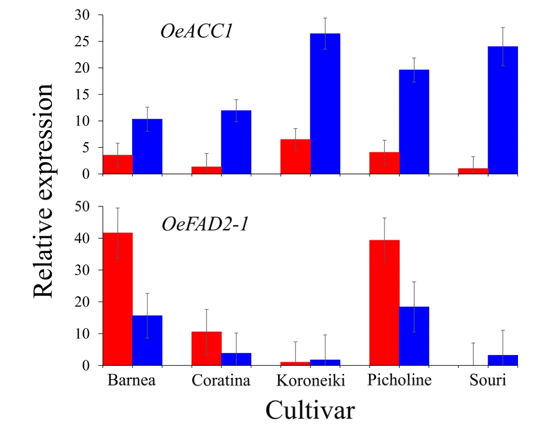 Figure 3. OeACC1 and OeFAD2-1 expression analyzed by RT-PCR at 146 DPA. Relative expression levels of OeACC1 (above) and OeFAD2-1 (below) in the five cultivars ‘Barnea’, ‘Coratina’, ‘Koroneiki’, ‘Picholine’ and ‘Souri’, in HT (red columns) and MT (blue columns) environments. Error bars represent confidence intervals (p < 0.05).