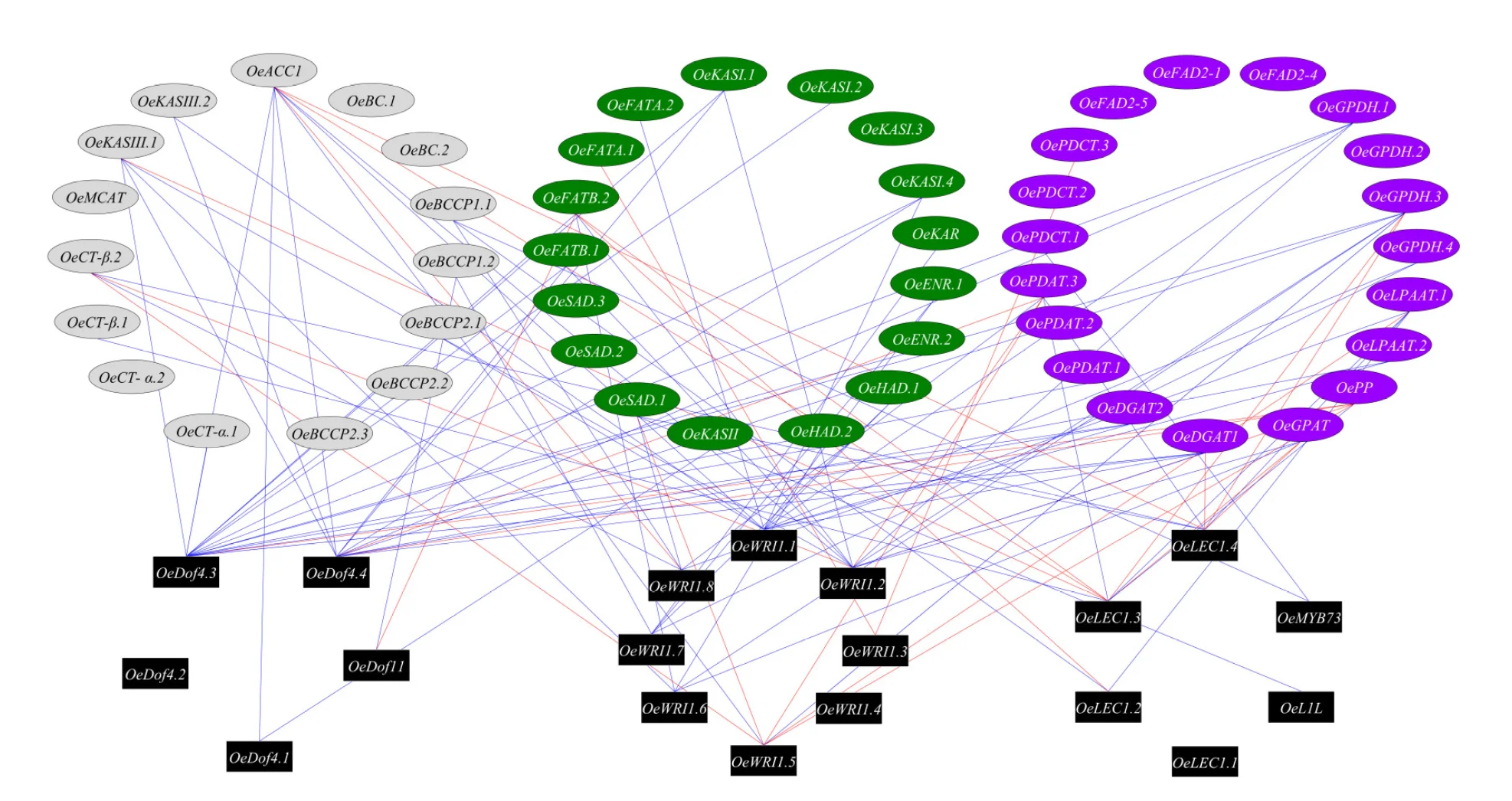 Figure 4. TF-oil biosynthesis network. Co-expressed network of the correlation among Transcription factors (colored in black) and Oil biosynthesis genes. The blue and red lines indicate positive and negative correlations between two genes, respectively. The oil biosynthesis genes are colored in green, gray and purple for plastid, cytosol and ER, respectively.