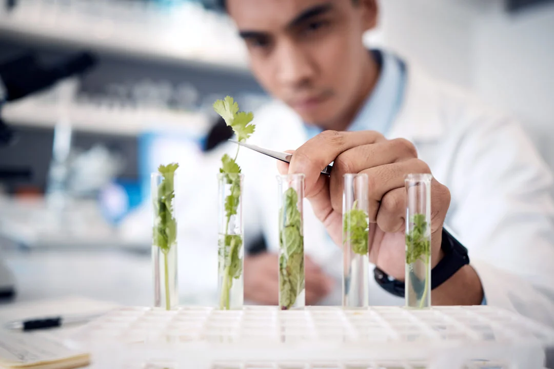 hands plant scientist and laboratory test tubes i 2022 12 23 00 58 14 utc 1 ARTOLIO Best AOVE, EVOO, Extra virgin olive oil