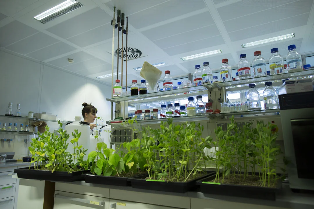 young female biologist working at plant research l 2022 12 16 22 22 12 utc 1 ARTOLIO Best AOVE, EVOO, Extra virgin olive oil