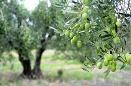 7. yannis olives 0 uai ARTOLIO Best AOVE, EVOO, Extra virgin olive oil