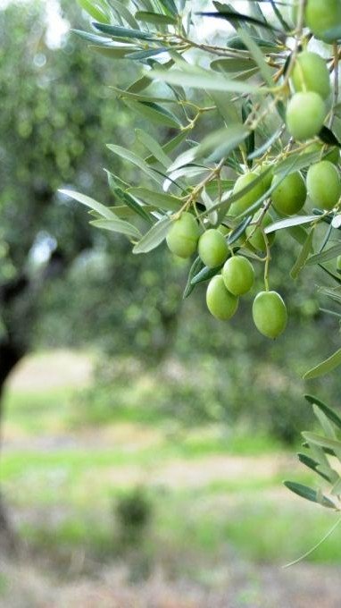 An alternative option towards Alzheimer's prevention: discover the story of Yannis Prodromou 107 7. yannis olives 0 uai ARTOLIO Best AOVE, EVOO, Extra virgin olive oil