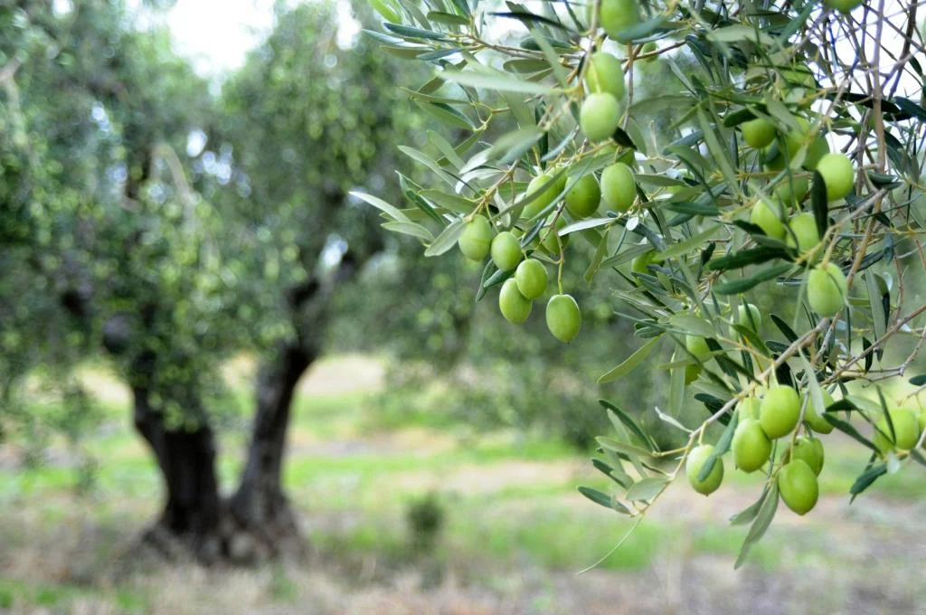 7. yannis olives 0 ARTOLIO Best AOVE, EVOO, Extra virgin olive oil