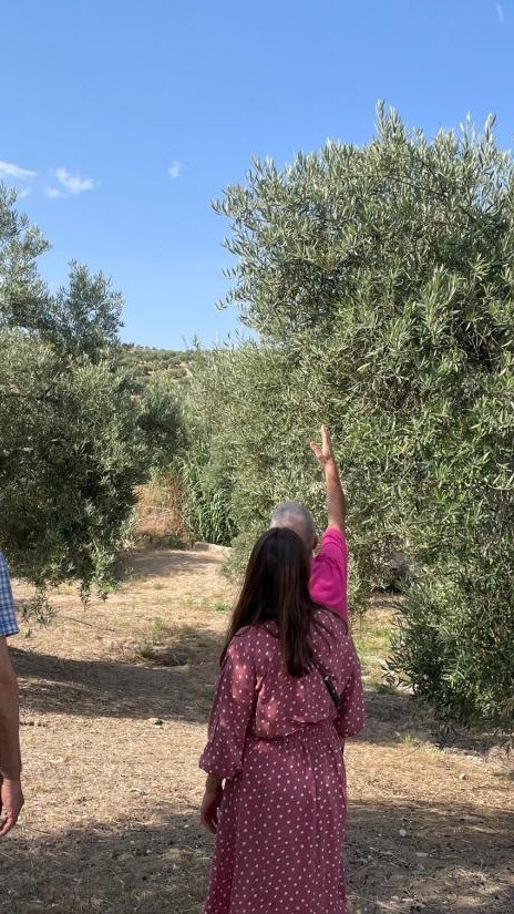 Blas Lanagrán, olive oil producer from Spain 105 IMG 0040 Olive Grove 0 uai ARTOLIO Best AOVE, EVOO, Extra virgin olive oil