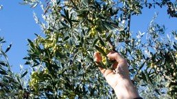 A. Magganas olive hand picking scaled uai ARTOLIO Best AOVE, EVOO, Extra virgin olive oil