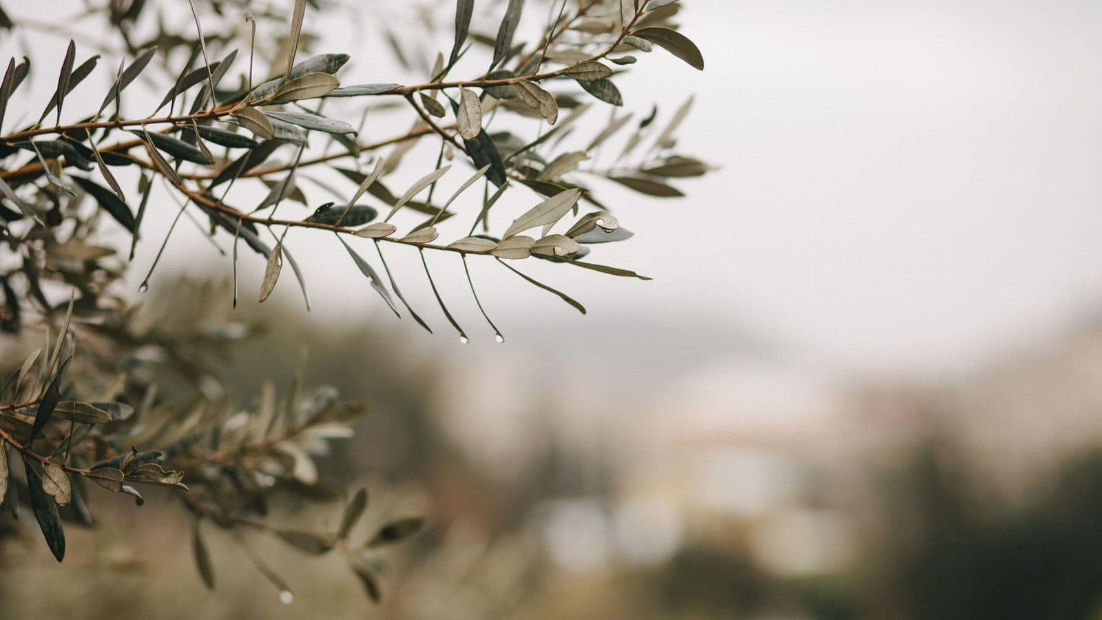 drops on olive branch t20 QoxawA uai ARTOLIO Best AOVE, EVOO, Extra virgin olive oil