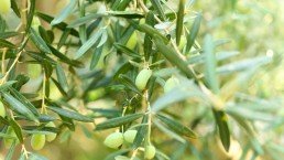 green olives grow on a olive tree branch in the garden selective focus olive tree branch garden green t20 G00E6R uai ARTOLIO Best AOVE, EVOO, Extra virgin olive oil