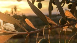 green olives in tuscany t20 jROOzp 1 uai ARTOLIO Best AOVE, EVOO, Extra virgin olive oil