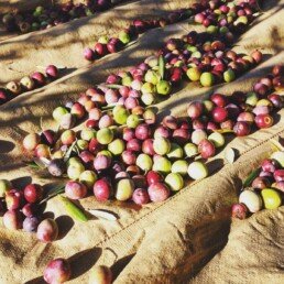 many fresh picked olives on ground at olive tree plantation t20 EP70XV uai ARTOLIO Best AOVE, EVOO, Extra virgin olive oil