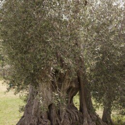plant olives olive tree branches stem hollow nature weather old cultivation oil production t20 P3BmX7 uai ARTOLIO Best AOVE, EVOO, Extra virgin olive oil