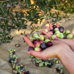 woman holding just picked organic olives on olive tree plantation t20 wao1a0 uai ARTOLIO Best AOVE, EVOO, Extra virgin olive oil